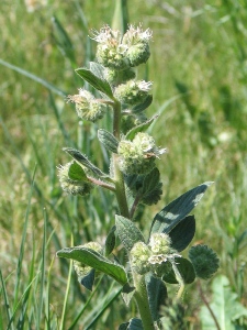 Phacelia heterophylla